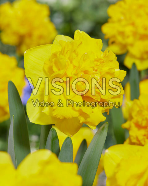 Narcissus Double Gold Medal Narcissus Double Gold Medal