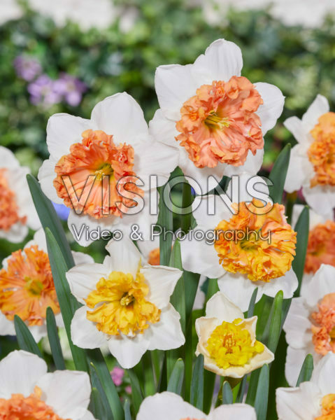 Narcissus Hongaarse Rhapsody Narcissus Hongaarse Rhapsody