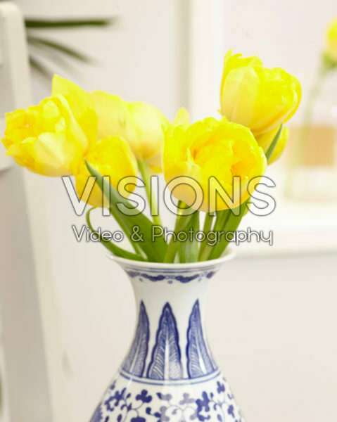 Tulips in vase