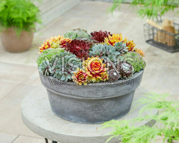 Sempervivum Chick Charms® Sempervivum Chick Charms®