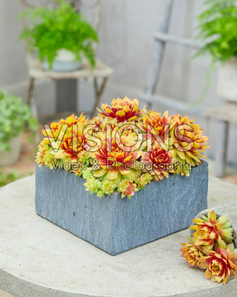 Sempervivum Chick Charms® Gold Nugget Sempervivum Chick Charms® Gold Nugget