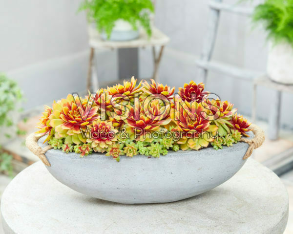 Sempervivum Chick Charms® Gold Nugget Sempervivum Chick Charms® Gold Nugget