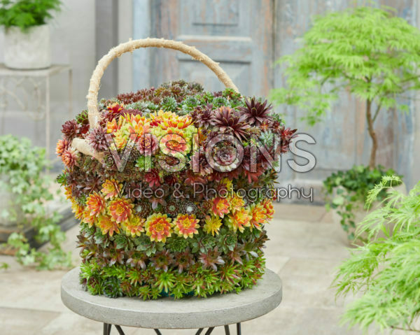 Sempervivum Chick Charms® Sempervivum Chick Charms®