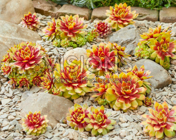 Sempervivum Chick Charms® Gold Nugget