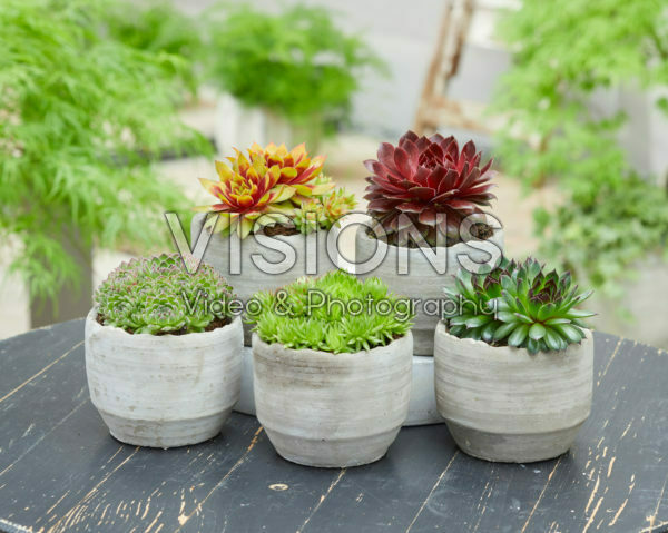 Sempervivum Chick Charms® Sempervivum Chick Charms®
