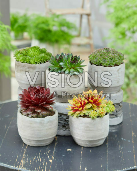 Sempervivum Chick Charms® Sempervivum Chick Charms®