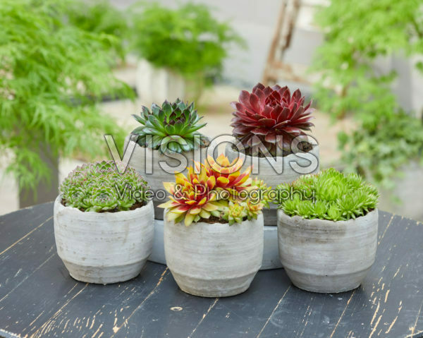 Sempervivum Chick Charms® Sempervivum Chick Charms®