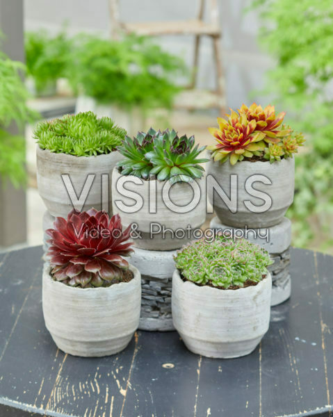Sempervivum Chick Charms® Sempervivum Chick Charms®
