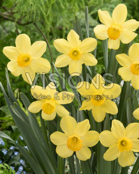 Narcissus Fellows Favorite