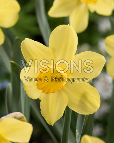 Narcissus Fellows Favorite Narcissus Fellows Favorite