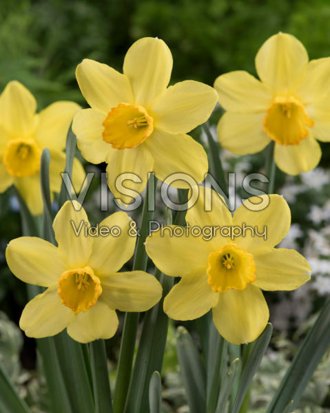 Narcissus Fellows Favorite