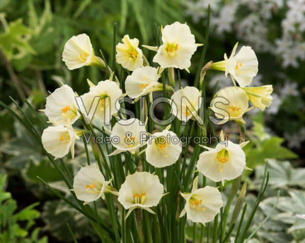 Narcissus Sweet Angel
