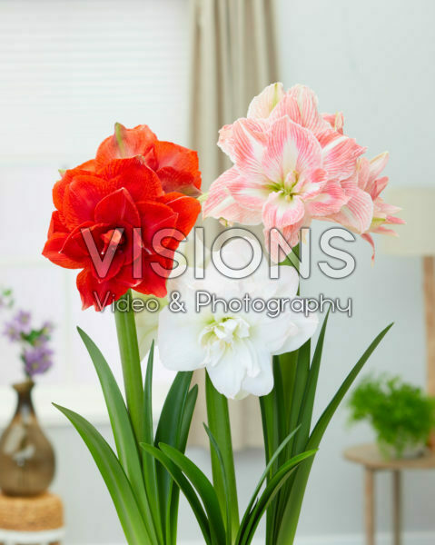 Hippeastrum Nymph combinatie Hippeastrum Nymph combinatie