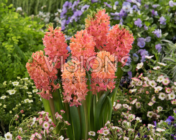 Hyacinthus Sweet Invitation