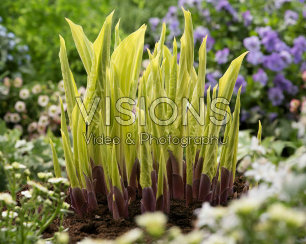 Hosta Lipstick Blond