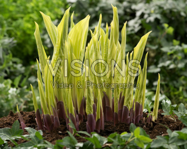 Hosta Lipstick Blond