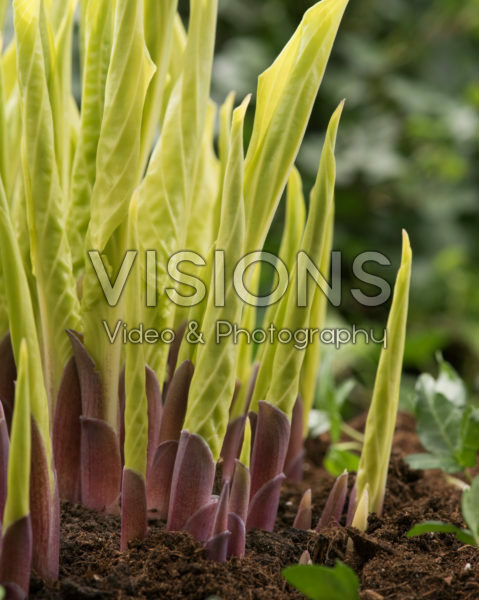Hosta Lipstick Blond Hosta Lipstick Blond