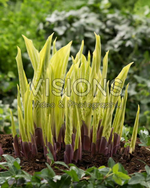 Hosta Lipstick Blond
