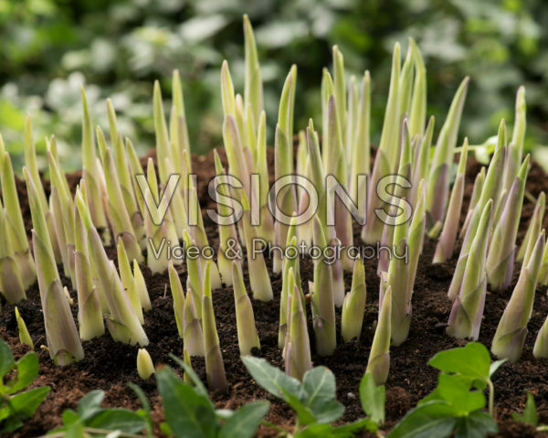 Hosta FMC mutant
