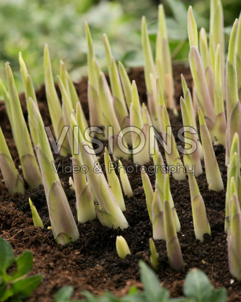 Hosta Yellow Polka Dot Bikini