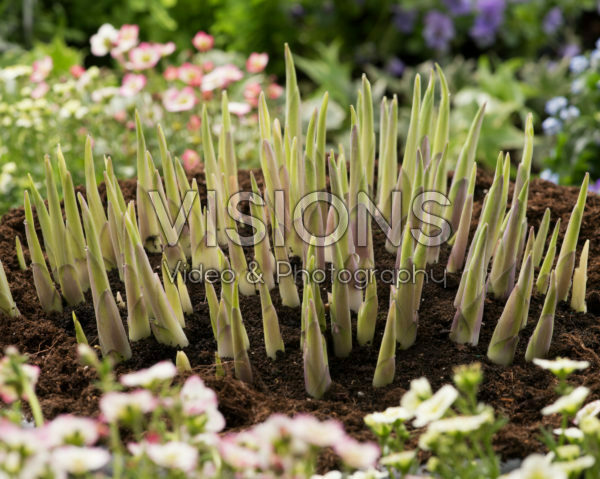 Hosta Yellow Polka Dot Bikini Hosta Yellow Polka Dot Bikini