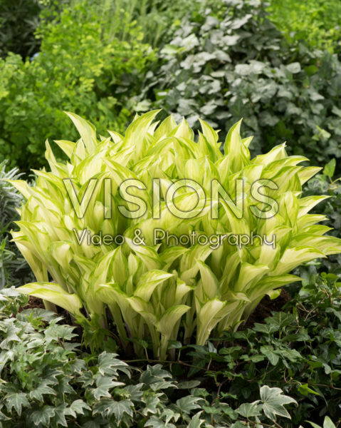 Hosta Kiwi Spearmint