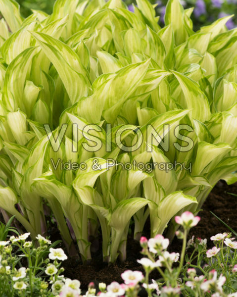 Hosta Kiwi Spearmint Hosta Kiwi Spearmint