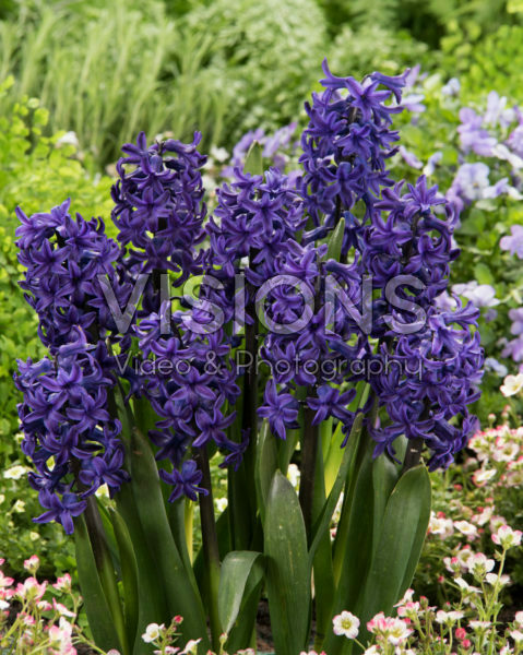 Hyacinthus Peter Stuyvesant Hyacinthus Peter Stuyvesant