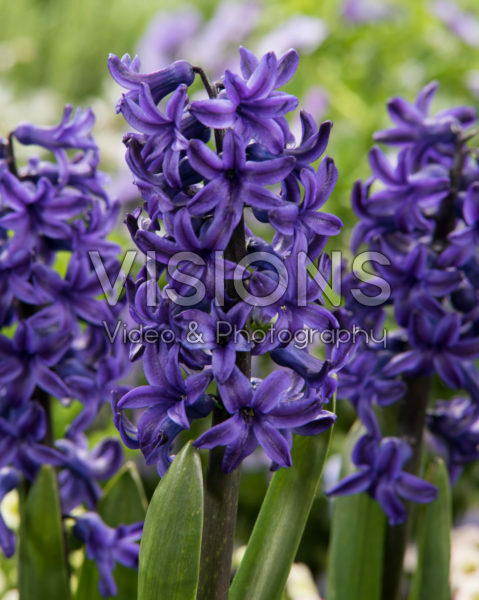 Hyacinthus Peter Stuyvesant