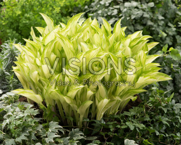Hosta Kiwi Spearmint Hosta Kiwi Spearmint