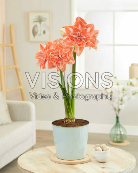 Hippeastrum Sunshine Nymph