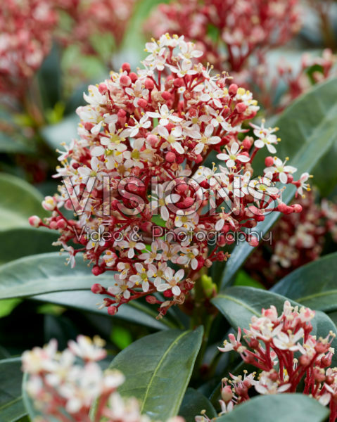 Skimmia japonica Picobello®