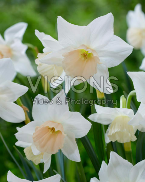 Narcissus Katie Heath