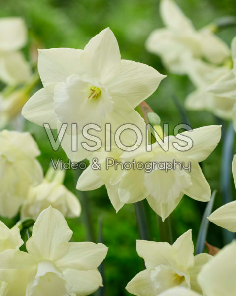 Narcissus Lemon Hunter