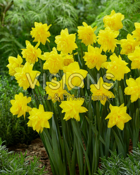 Narcissus Golden Ducat