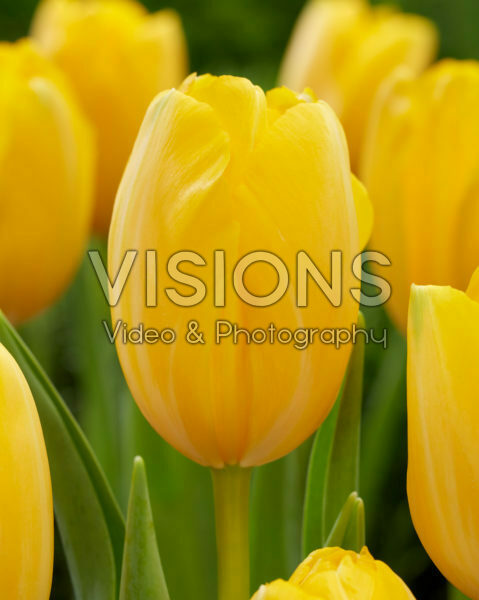 Tulipa Golden Prins Claus Tulipa Golden Prins Claus