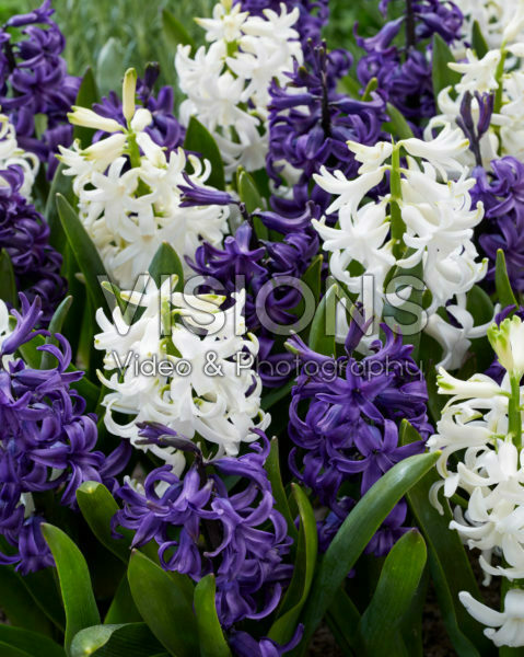 Hyacinthus blue and white