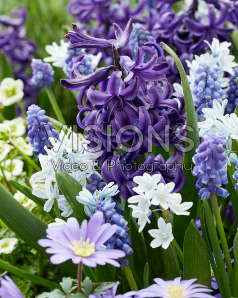 Spring mix Spring mix