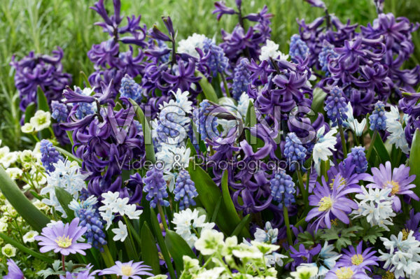 Spring mix