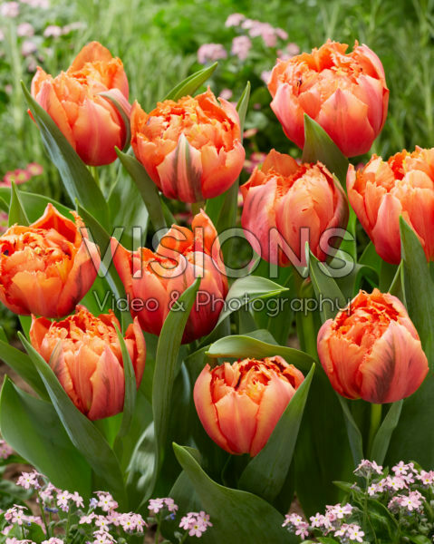 Tulipa Royal Centennial