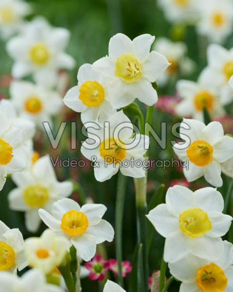 Narcissus Crevette Narcissus Crevette