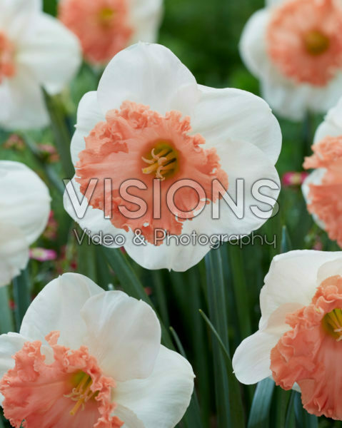 Narcissus Night Life Narcissus Night Life