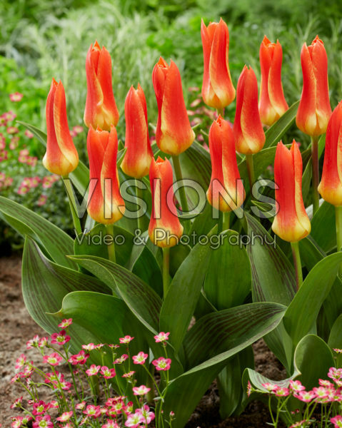 Tulipa Yaris Masson Tulipa Yaris Masson