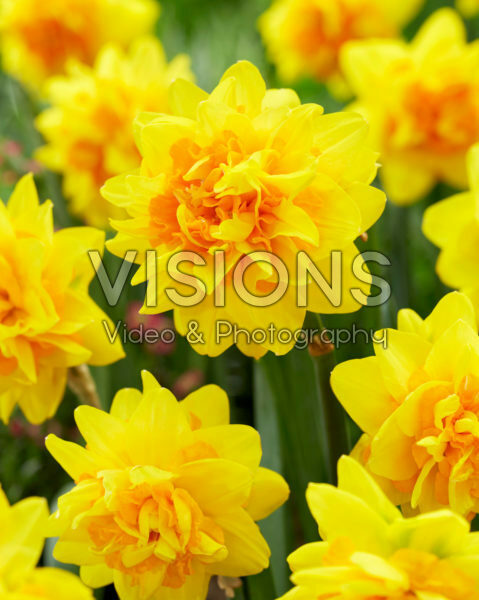 Narcissus Double Joy® Narcissus Double Joy®