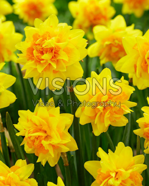 Narcissus Double Joy® Narcissus Double Joy®