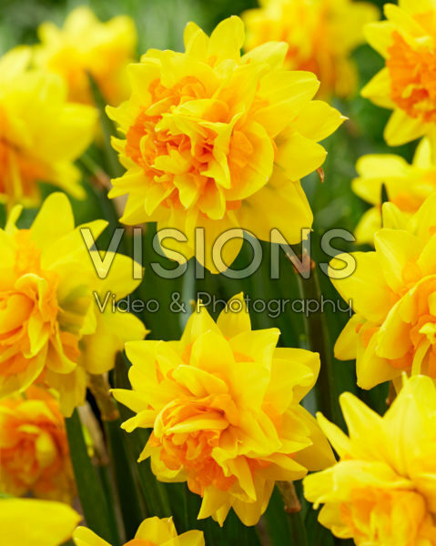 Narcissus Double Joy® Narcissus Double Joy®