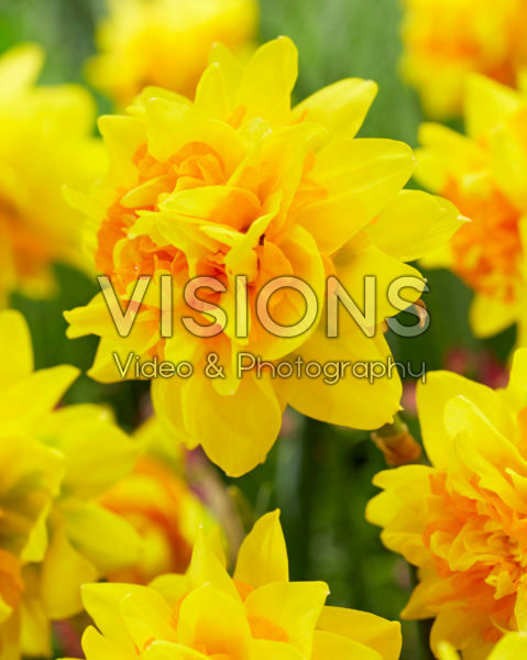 Narcissus Double Joy® Narcissus Double Joy®