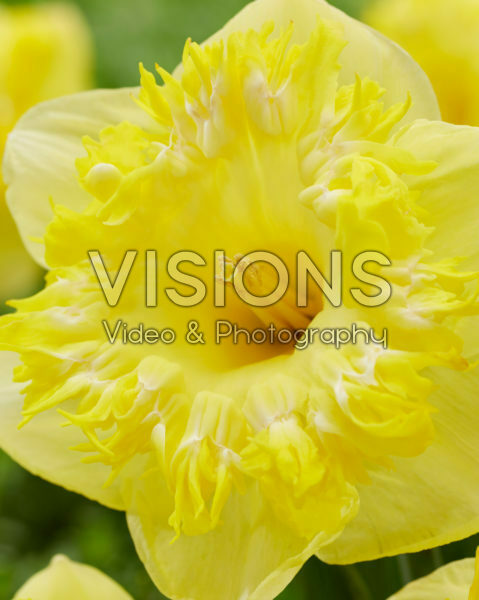Narcissus Snowtip