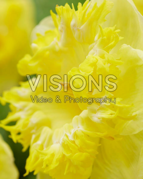 Narcissus Snowtip Narcissus Snowtip