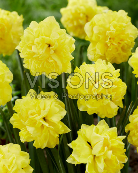 Narcissus N 08-00